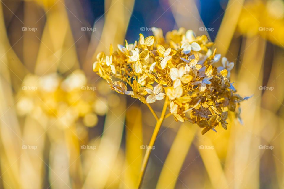 gold nature 