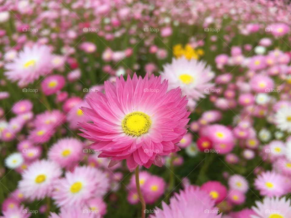 Flowers are blooming and everyone would be able to feel this amazing smell in the air and enjoy the beauty of their bloom! Spring a common favorite season because of the warmth and life associated with the season. I like spring.