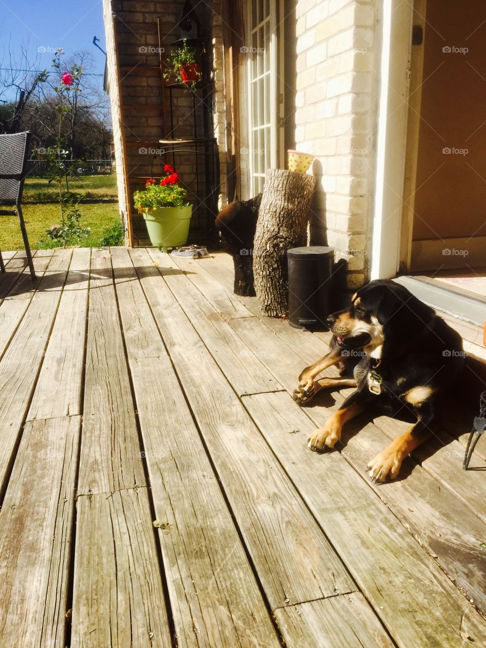 Dog relaxing on backyard deck
