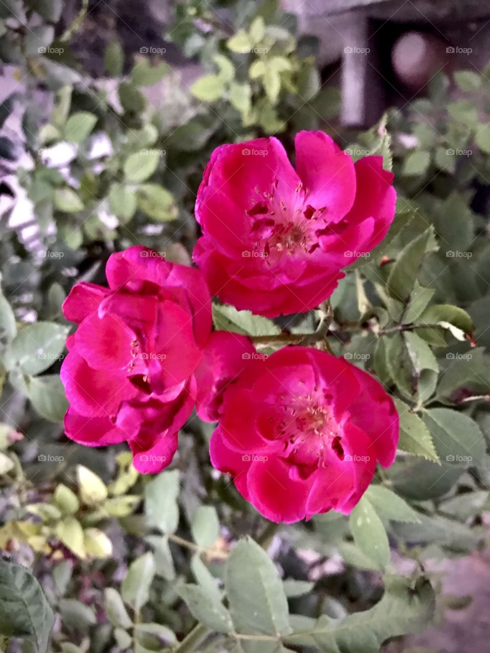 Like people, plants respond to extra attention.