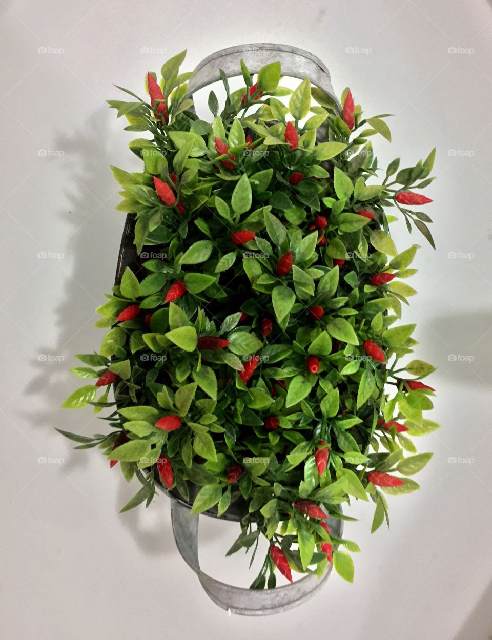 High angle view of plants