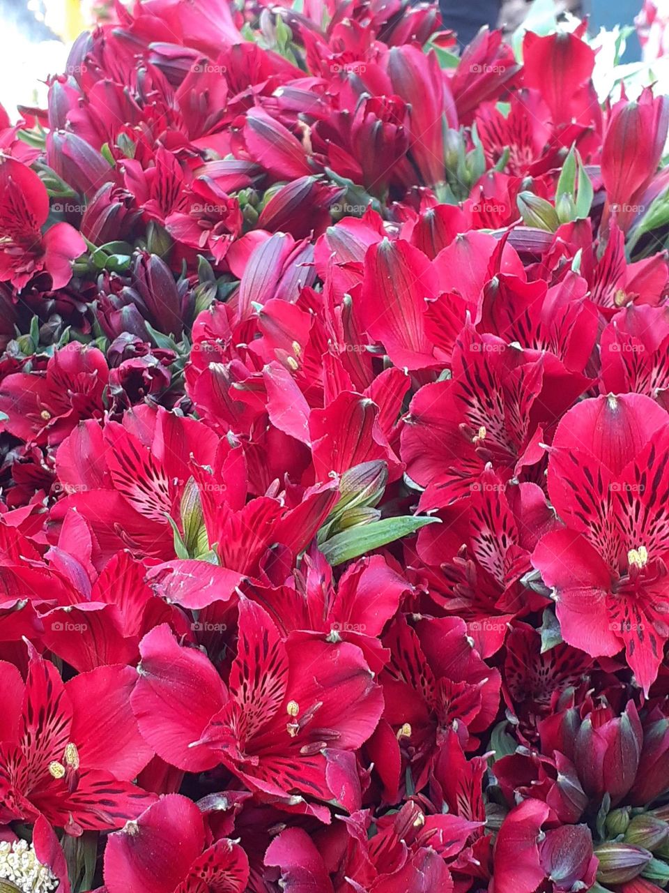 flores de color magenta