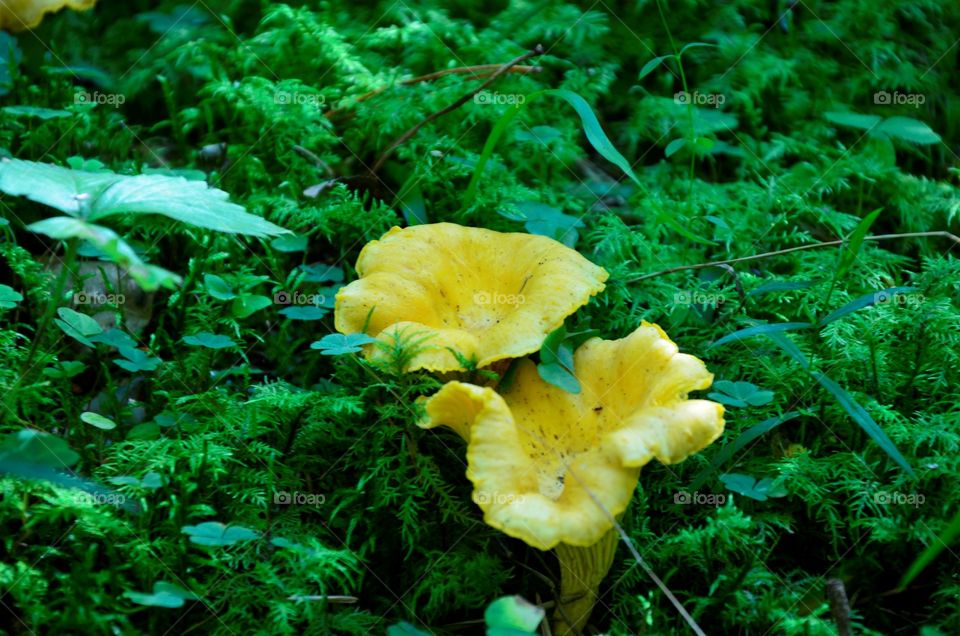 Chanterelles