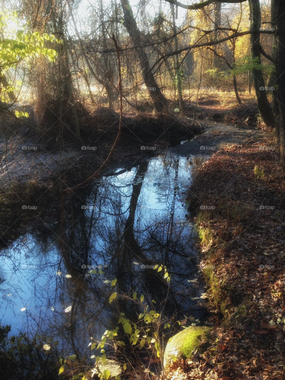 Forest Stream