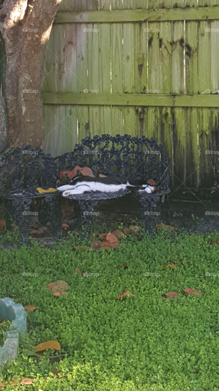 cat sleeping on bench hot sunny day garden summer green grass