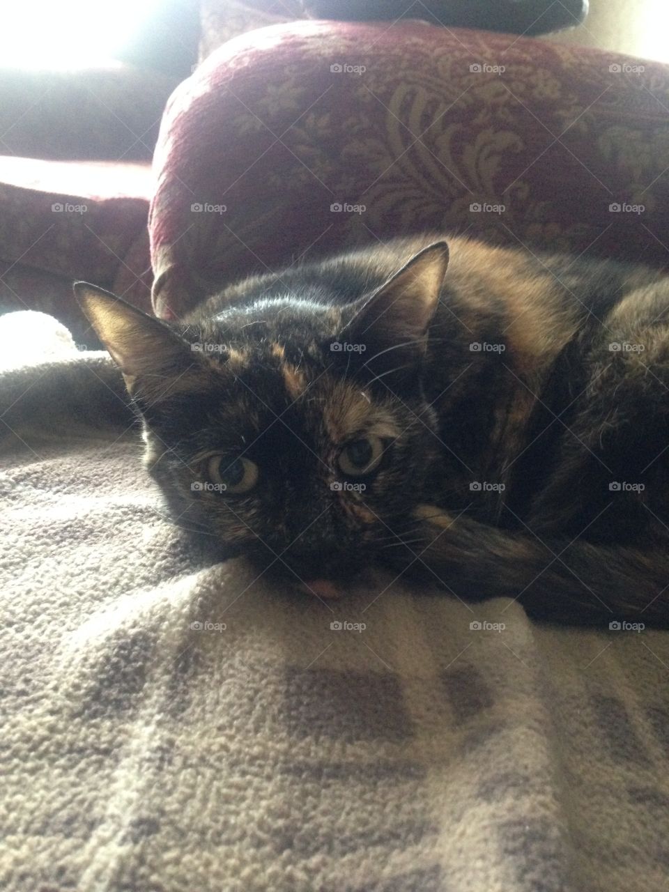 Caitlain (a tortoiseshell cat relaxes on the sofa