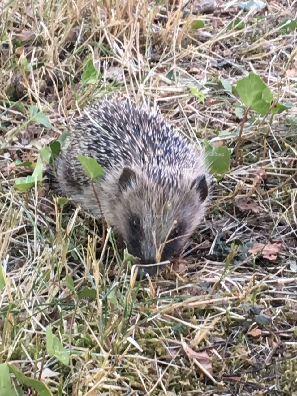 Young hedgehog in garden