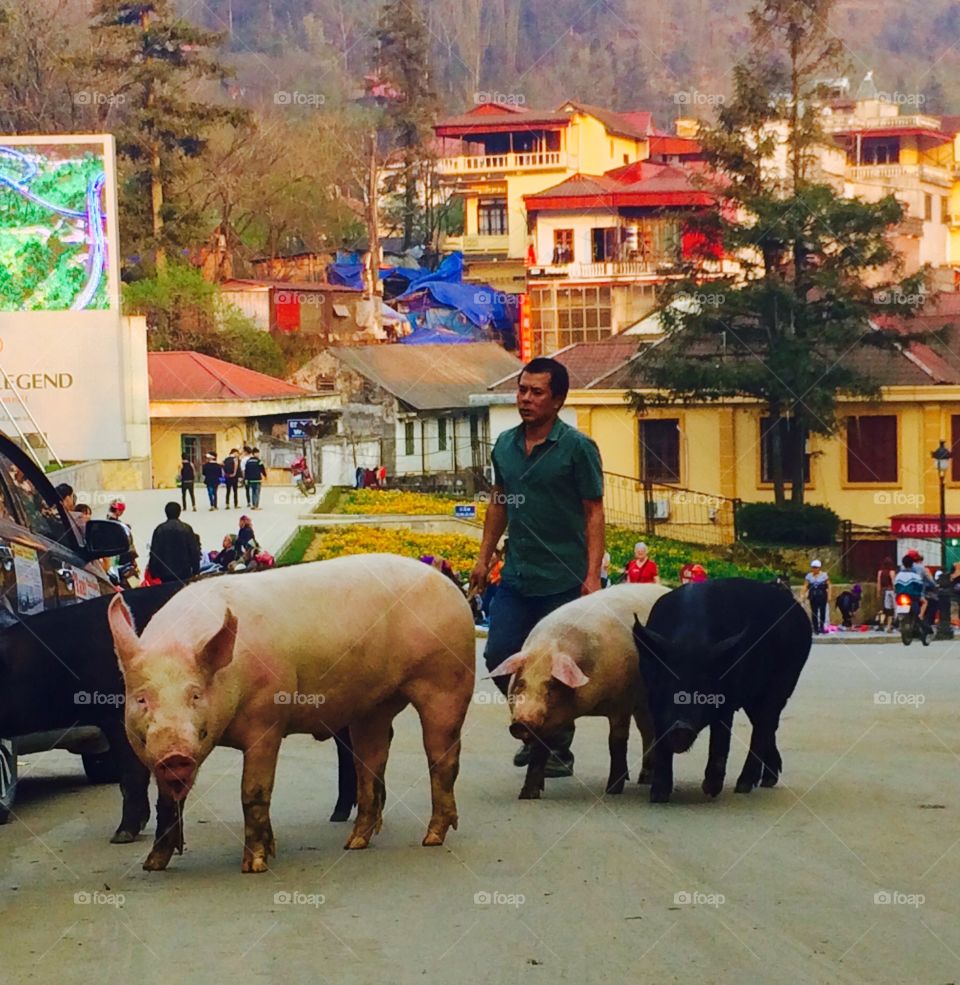 Pig Farmer in Sapa Vietnam