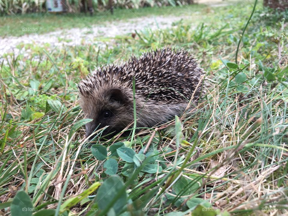 Young hedgehog 