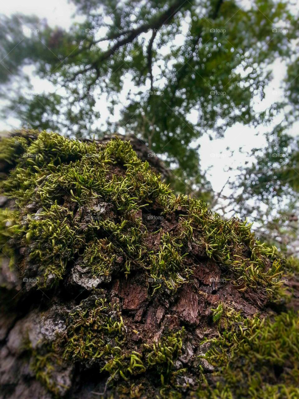 Ferns on the tree