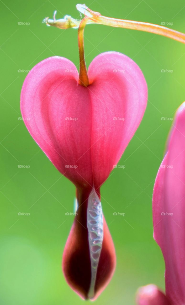 Bleeding Hearts