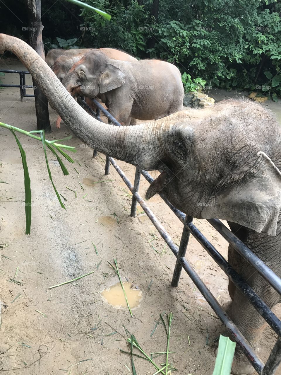 Elephant at Chimelong safari park