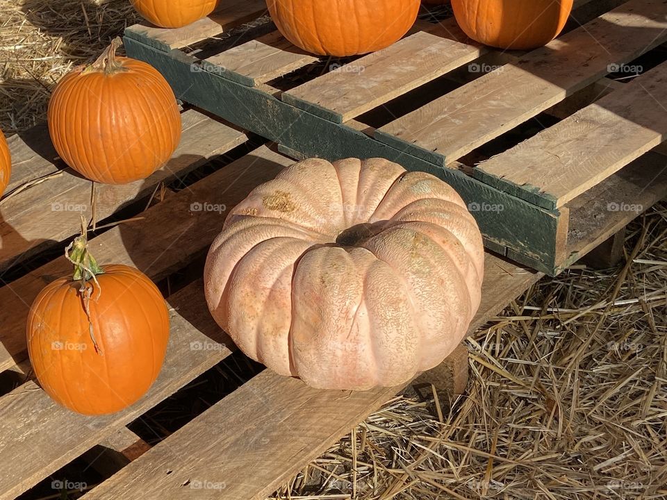 Pale pink pumpkin at a pumpkin patch in North Carolina. 