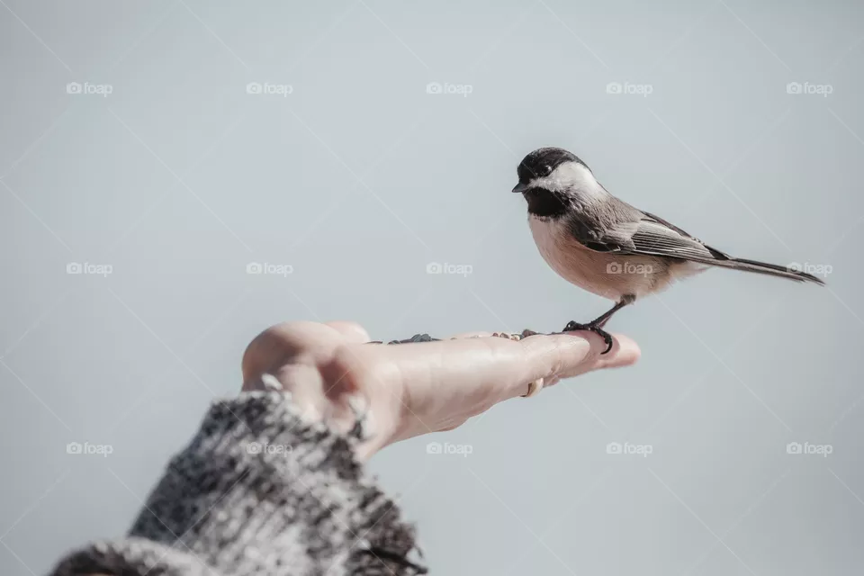 Bird