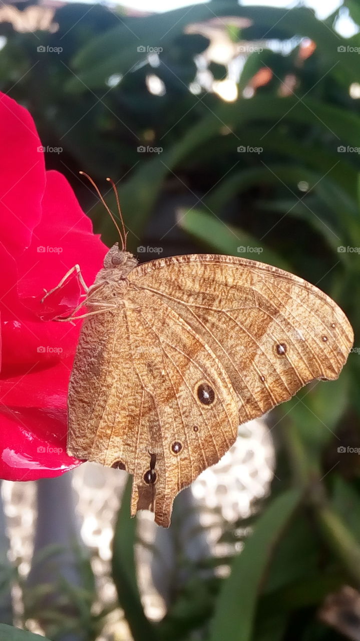 beauty butterfly