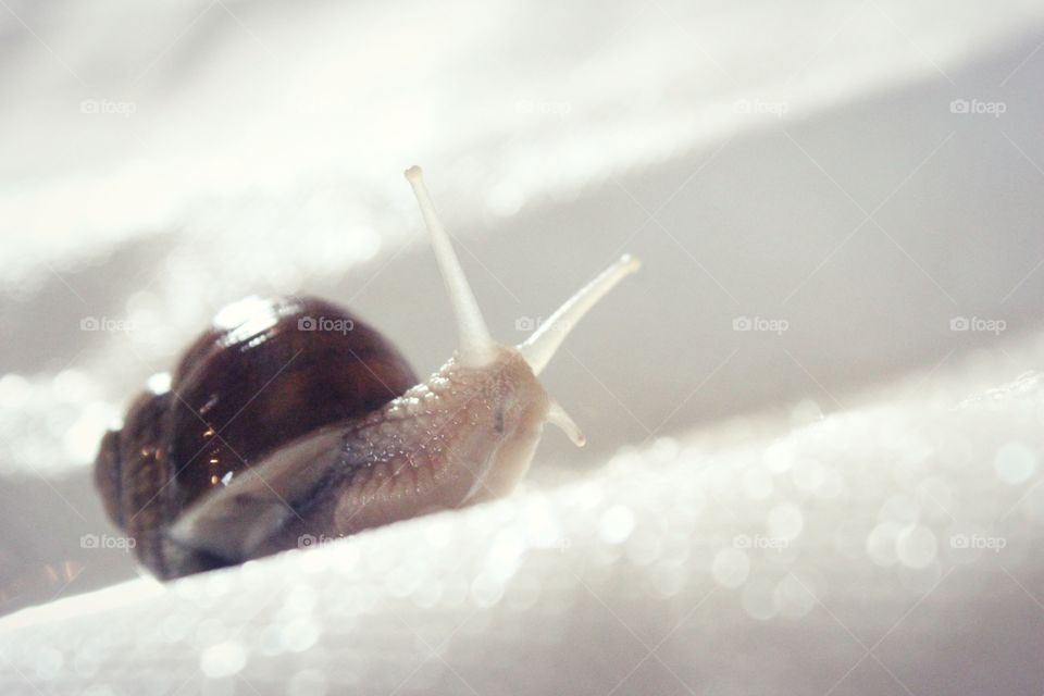 snail