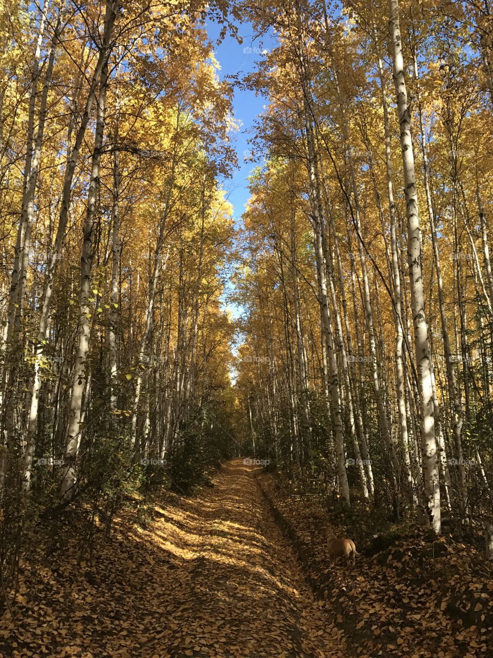 Autumn birch forest 