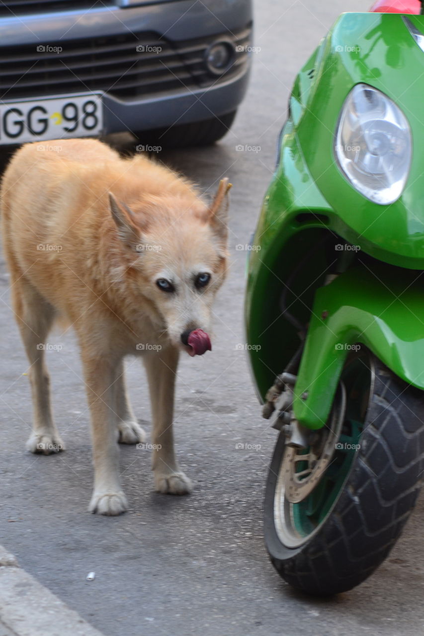 homeless dog in Alanya turkey