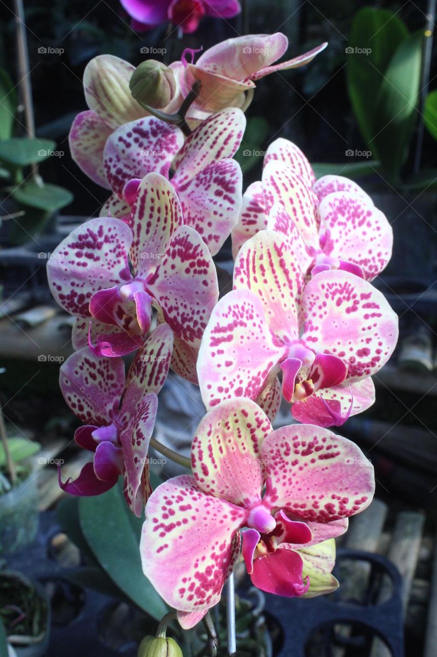 pink orchid close up
