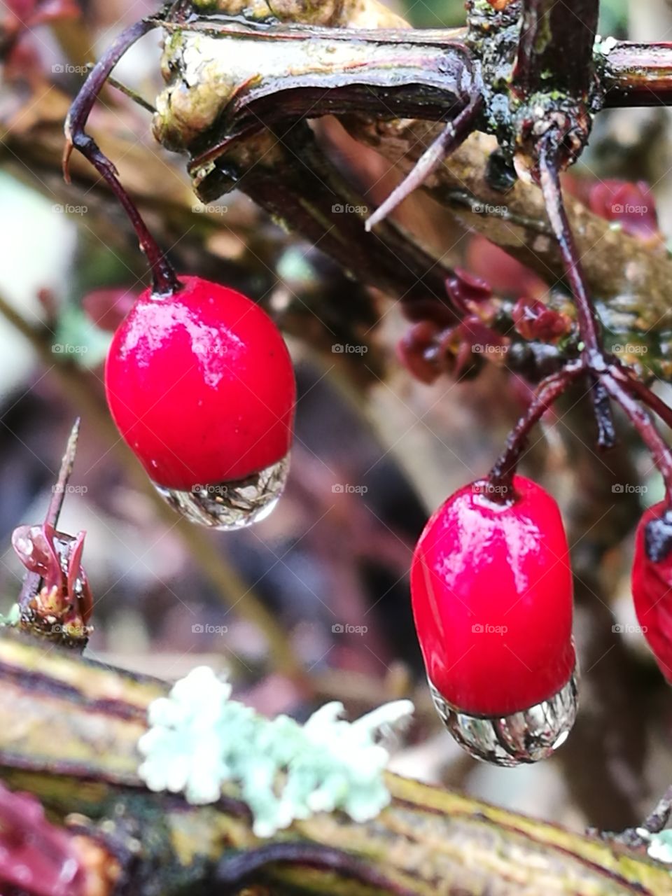 Wet Berries