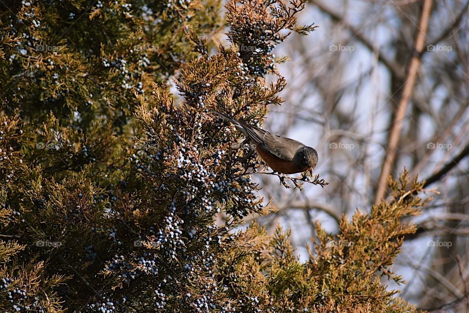 Bird in tree