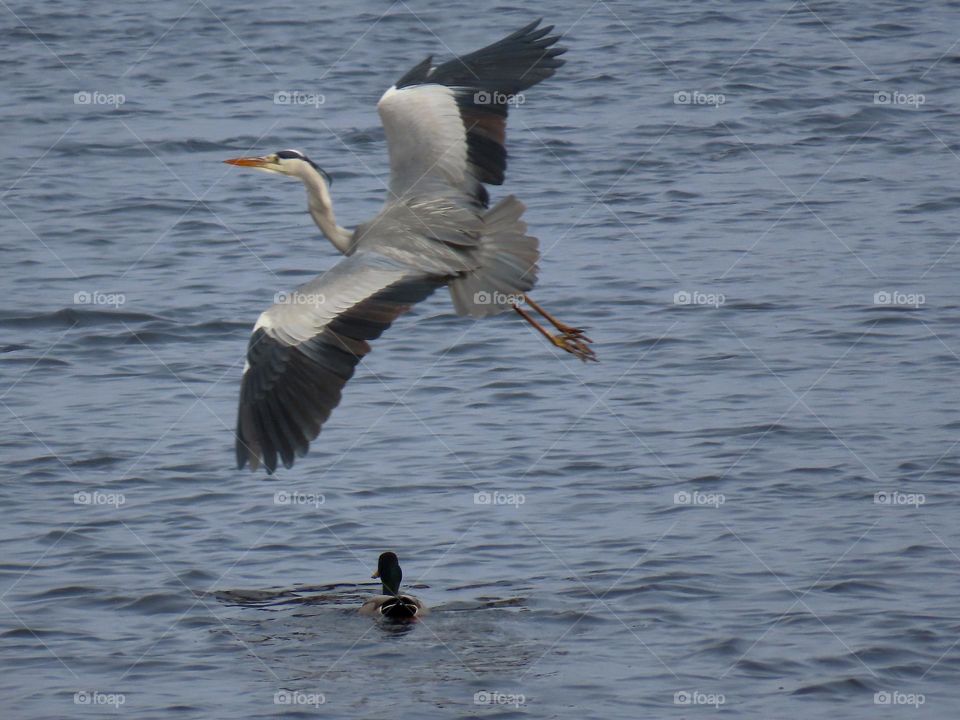 Grey Heron