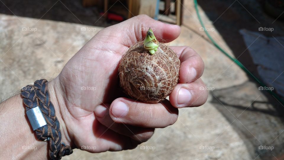 Inhame com broto, isso  é uma delícia na culinária!
