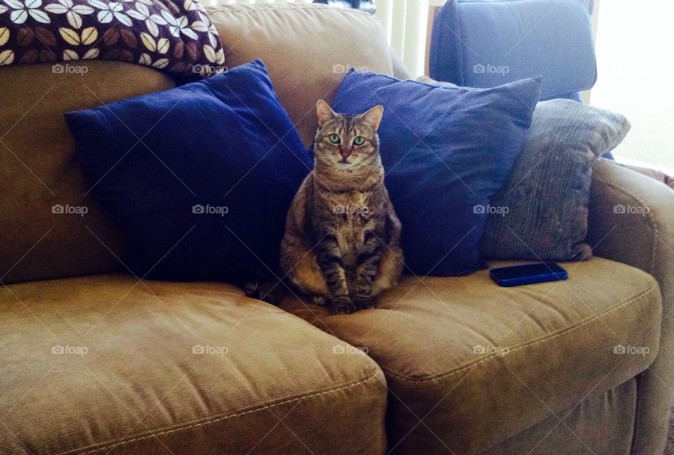Cat on sofa