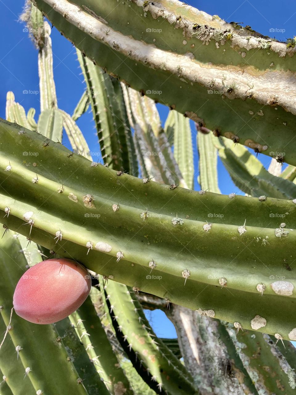 Cactus with fruit 