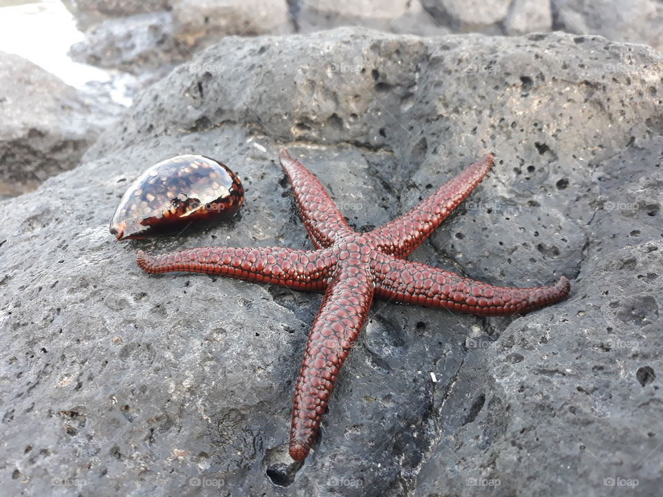 Beautiful Sea Star and Shining Sea Shell in brown colour seen on the rock as both were alive, I put them in water.