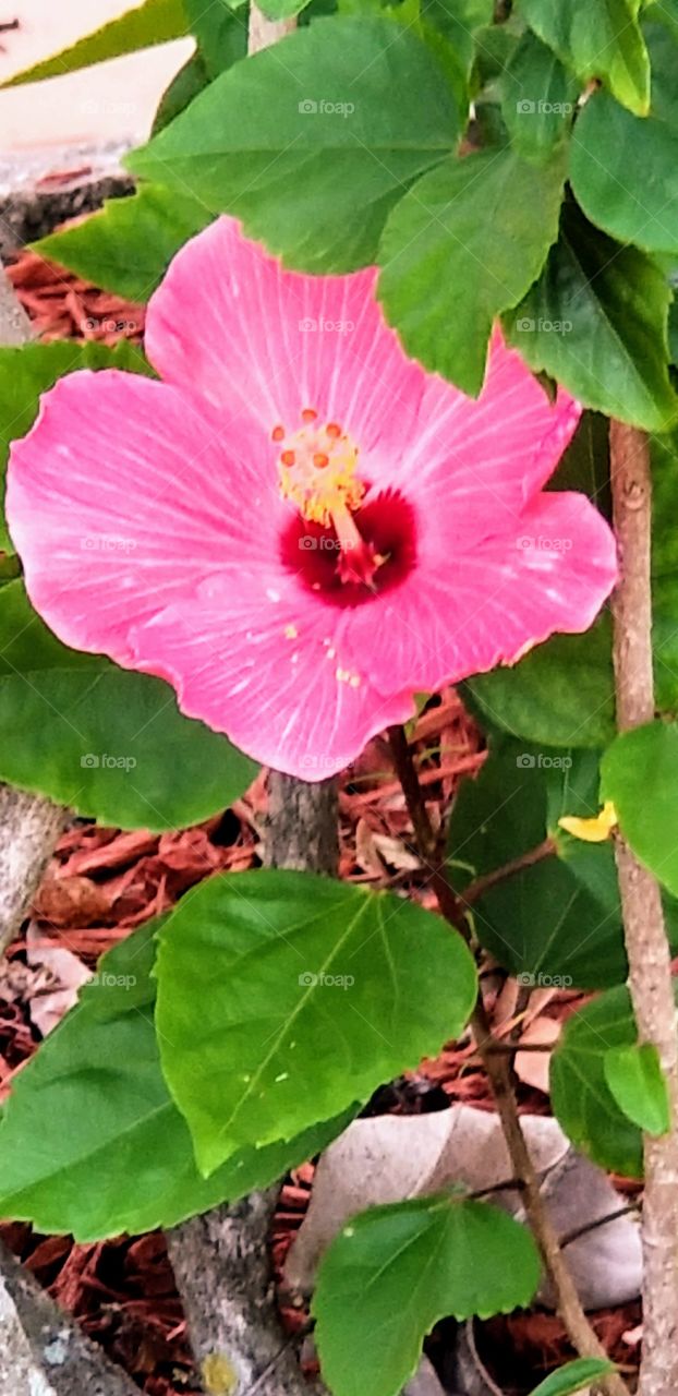 pink hibiscus