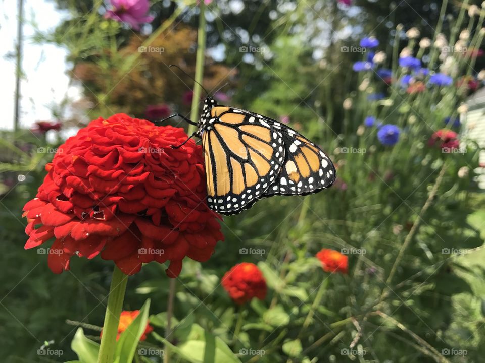 Monarch drinking Nectar 