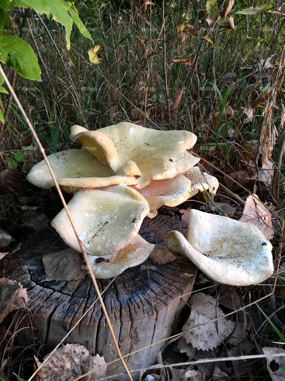 Mushroom Life