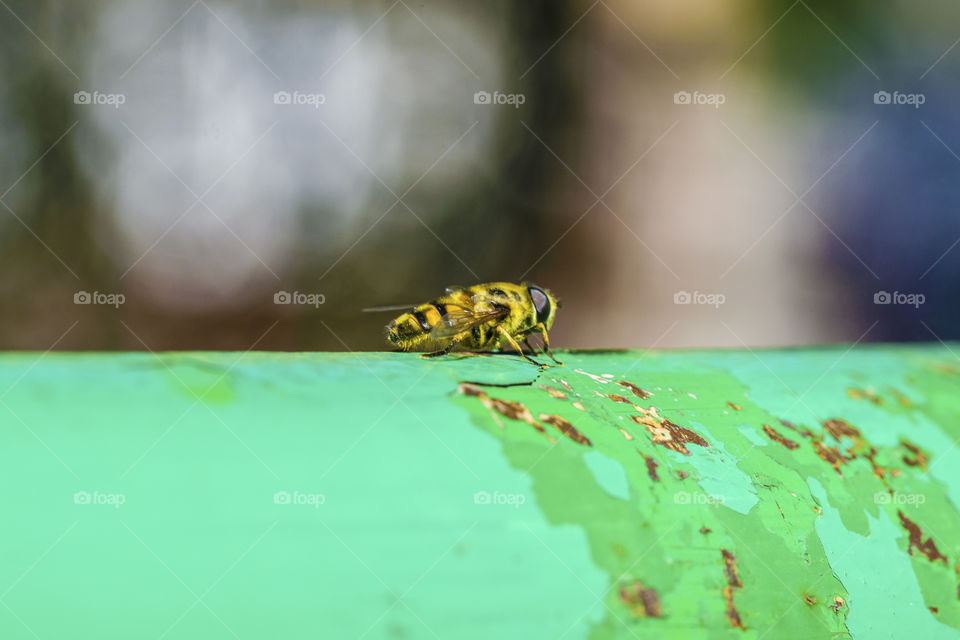 The details of a small bee on a metal lever