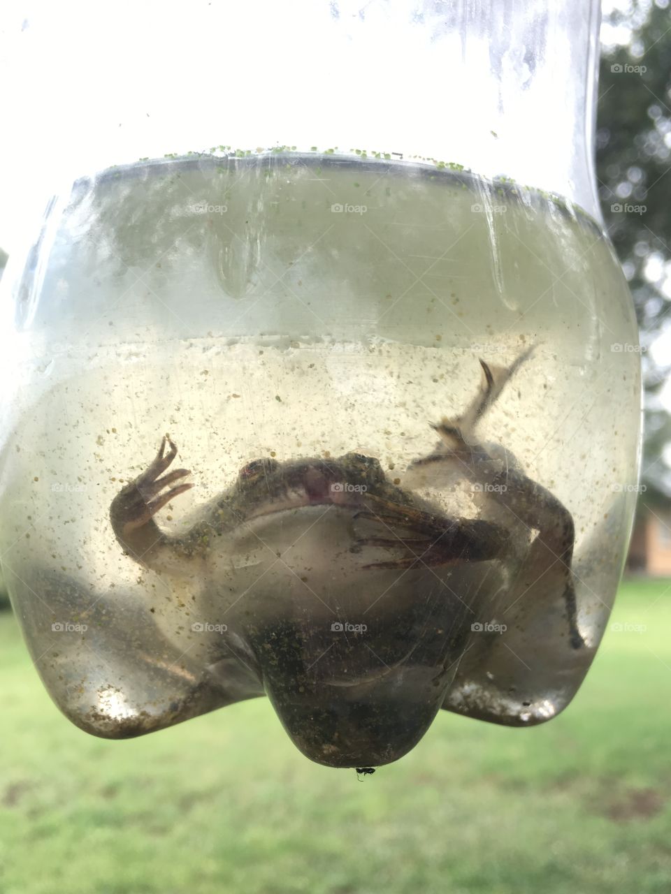 African clawed frog in a bottle
