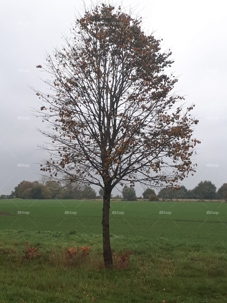 Tree, No Person, Landscape, Nature, Leaf