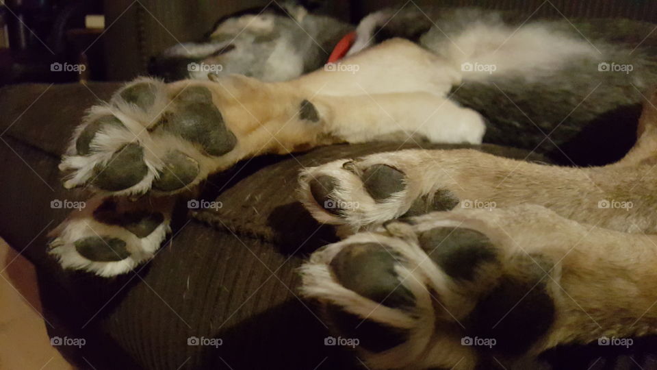 paws