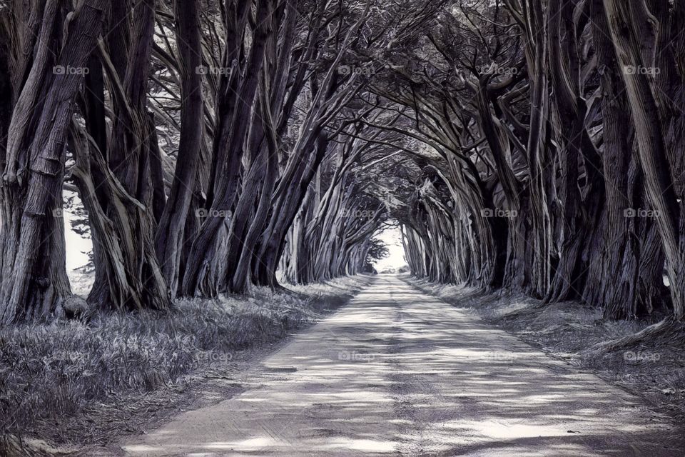 The Cypress Tree Tunnel is a favorite of San Francisco Bay Area photography located in the Point Reyes National Seashore Park. 