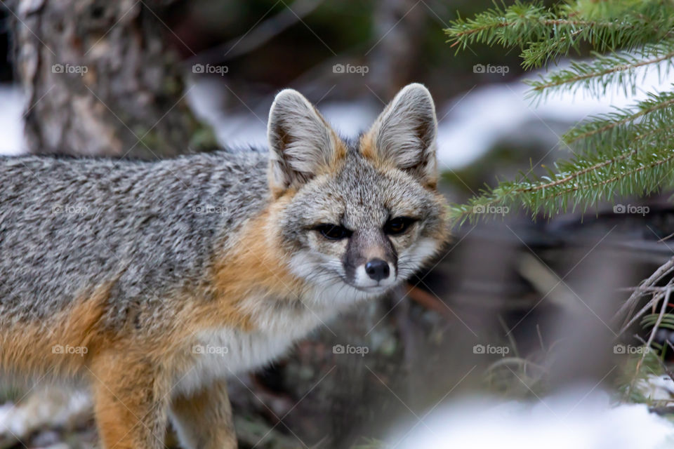 Grey fox at dusk. 