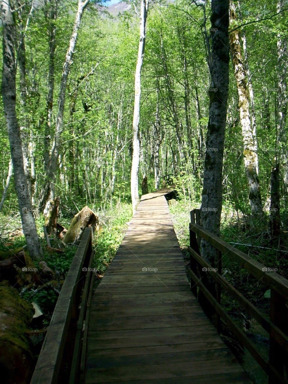 Wooden Pathway, Montenegro