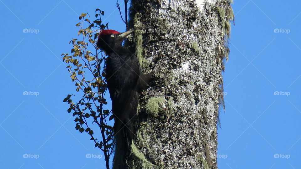 Black woodpecker
