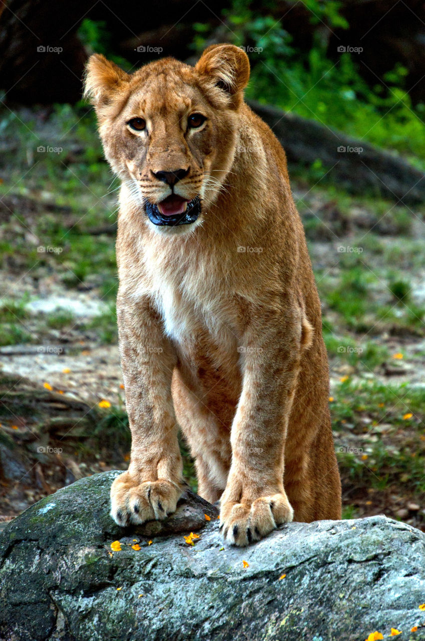 Female lioness shtuko