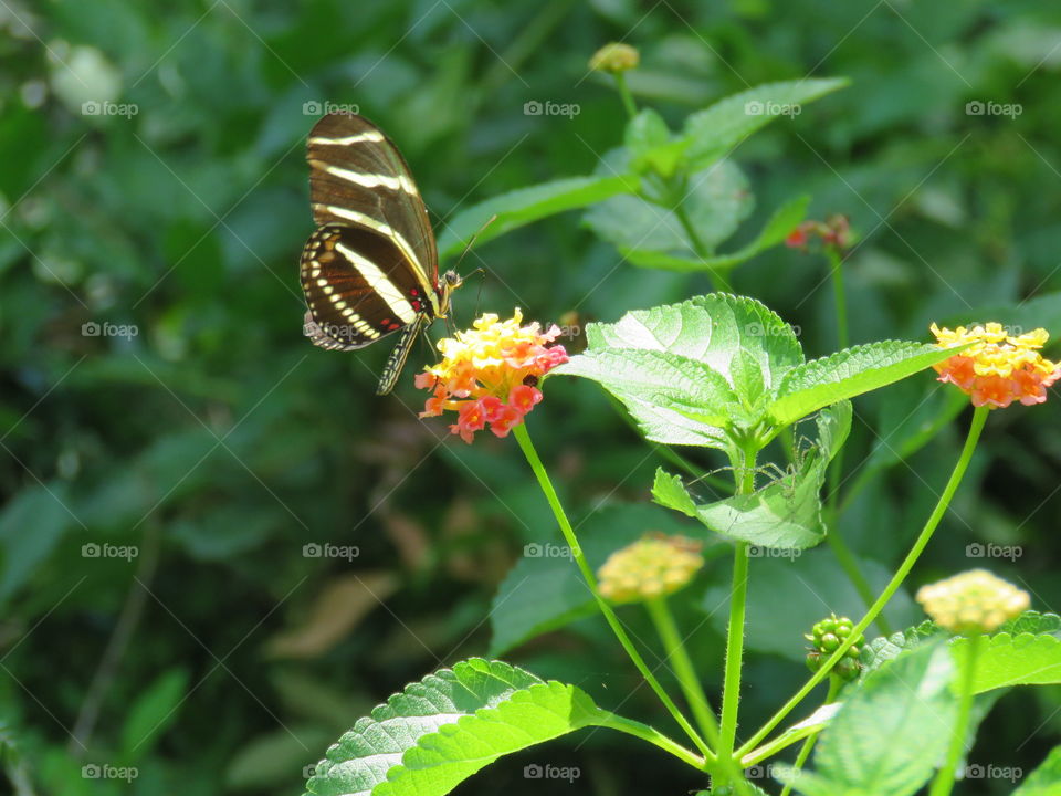 Profile of zebra butterfly