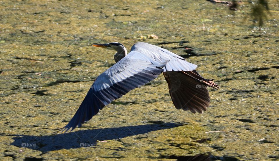 Heron gliding over the pollen filled pond