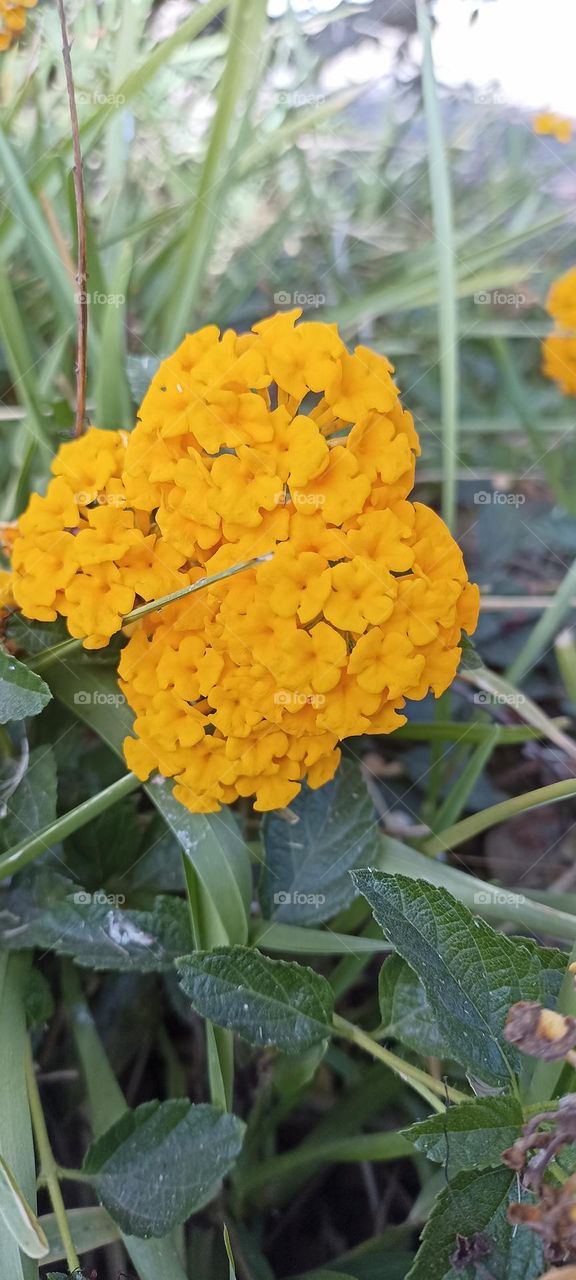 St. Mary's Herb Flower