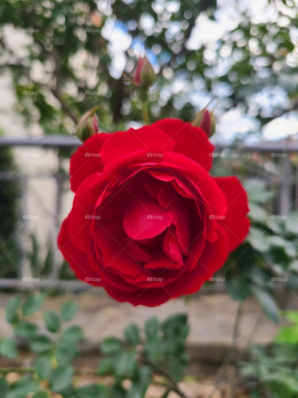 red blossoming rose