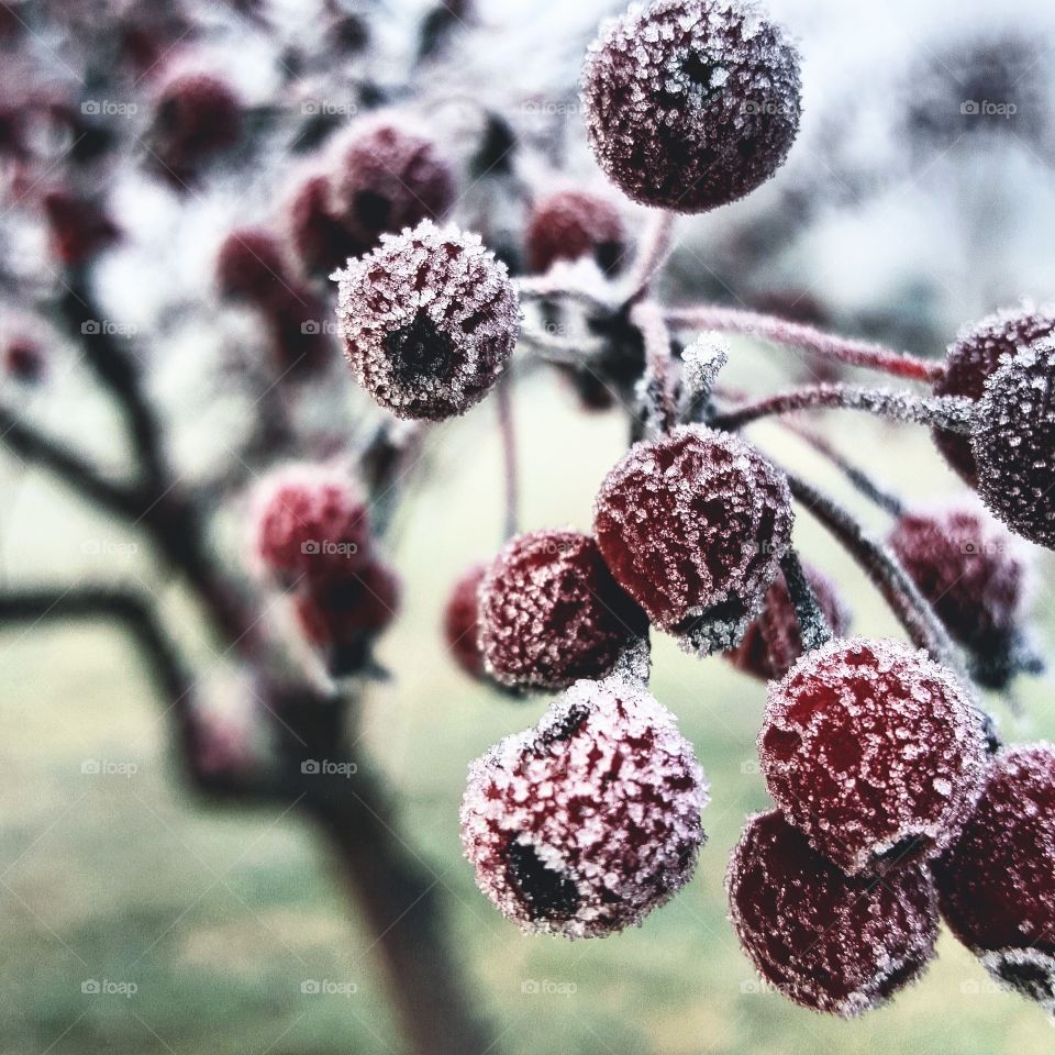 berry frosty