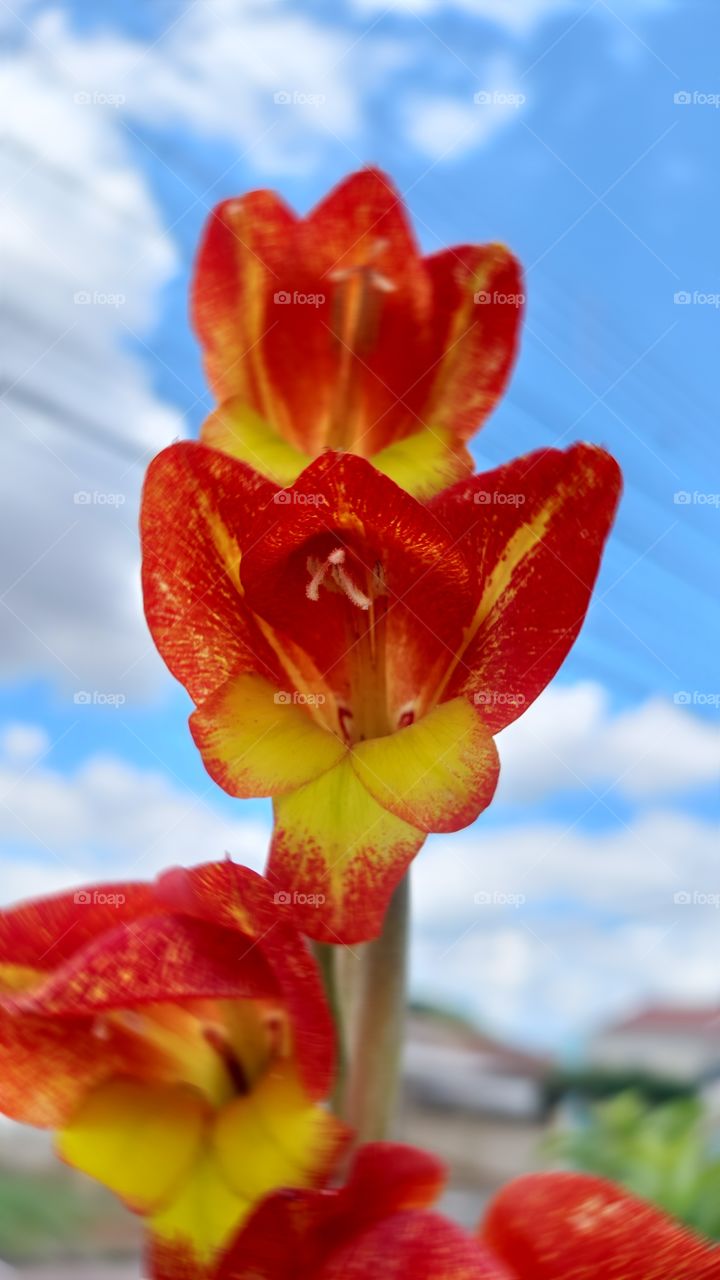 Cores em contraste, a beleza de uma planta popularmente conhecida como Palma,as flores com cores vivas contraste com o céu azul.