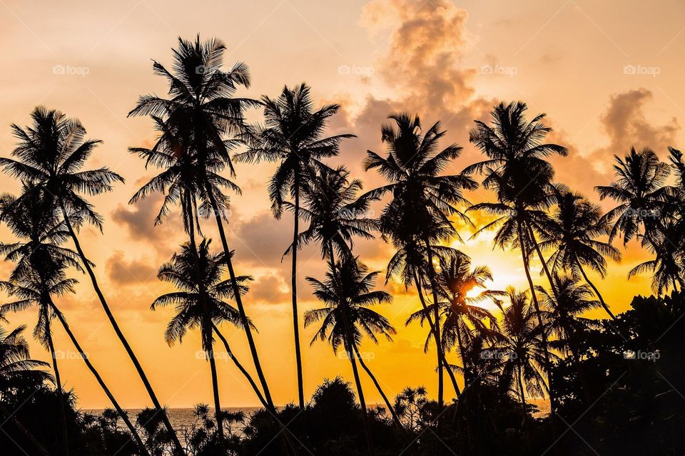 Silhouettes of palms on the background of sunset 
