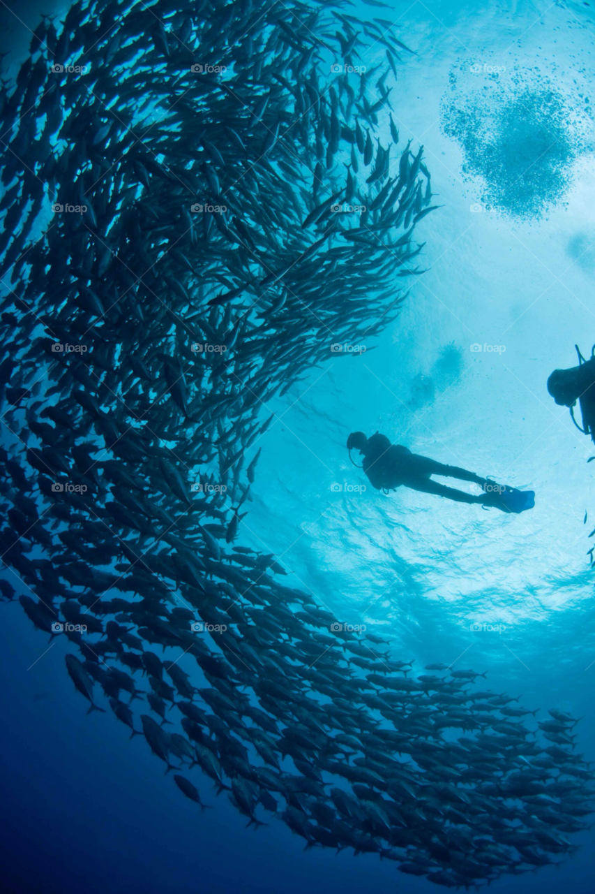 blue wildlife philippines diver by paulcowell